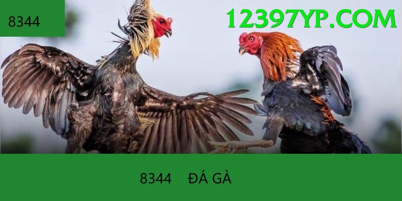 Đá Gà Trực Tiếp - rikbet