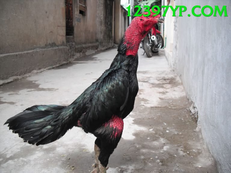 Đá Gà Trực Tiếp - Ưu đãi đặc biệt